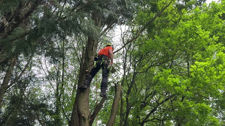 Best Emergency Tree Removal  in Brackenridge, PA